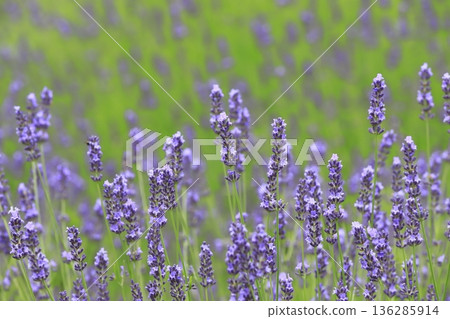 紫色的薰衣草田 136285914