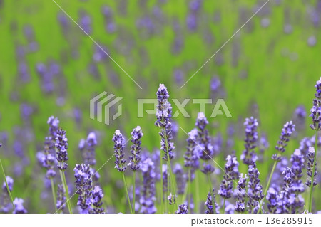 Purple lavender field Purple lavender field 136285915