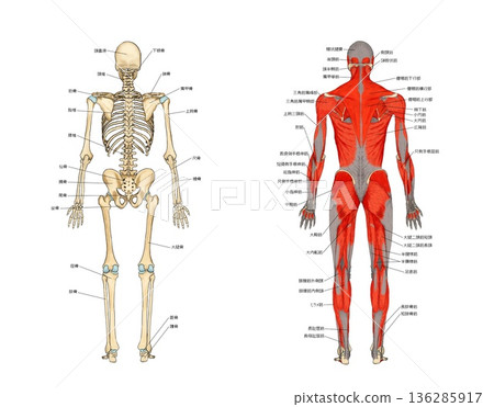 Rear view of the skeleton and muscle model 136285917
