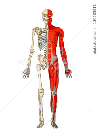 Frontal skeleton and muscles (unnamed) Frontal skeleton and muscles (unnamed) 136285918