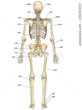 Skeleton seen from behind 136285919