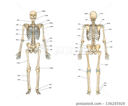Skeleton seen from the front and back 136285920