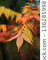 Autumn leaves of Nanakamado 136285998