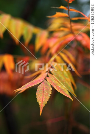 Nanakamado秋葉 136285998