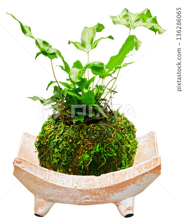 苔蘚球（室內植物），由蕨類植物組成，置於陶土風格容器中，白色背景。 136286065