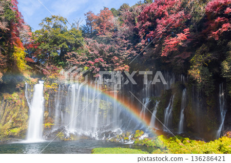 A rainbow and autumn maples shine at Shiraito Falls, a World Heritage Site in Kamiide, Fujinomiya City, Shizuoka Prefecture A rainbow and autumn maples shine at Shiraito Falls, a World Heritage Site in Kamiide, Fujinomiya City, Shizuoka Prefecture 136286421