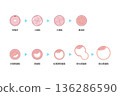 Human embryo development 136286590