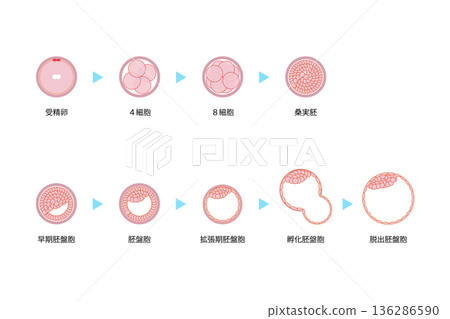 人類胚胎發育 136286590