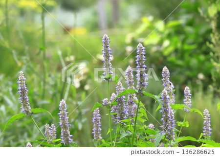 Anish Hisop flower Anish Hisop flower 136286625