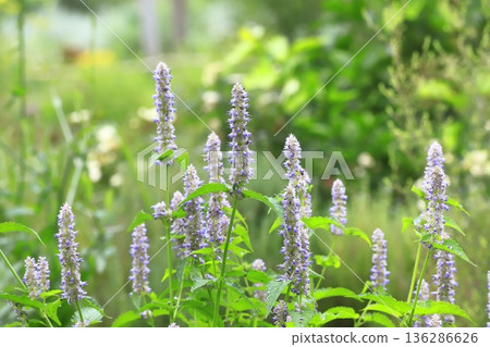 Anish Hisop花 Anish Hisop花 136286626