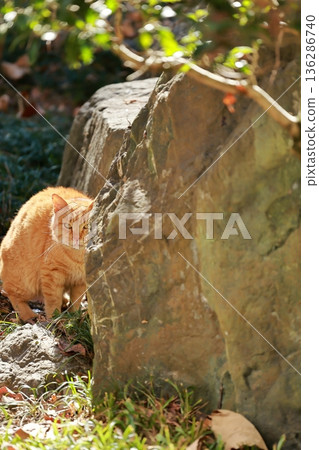 景觀與一隻貓 136286740