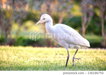 White cattle egret wild bird, also known as Bubulcus ibis walking on green lawn in summer 136286750