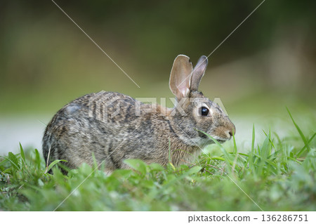 Grey small hare eating grass on summer field. Wild rabbit in nature 136286751