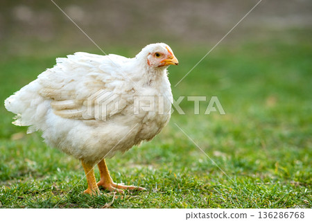 Hen feed on traditional rural barnyard. Close up of chicken standing on barn yard with green grass. Free range poultry farming concept. Hen feed on traditional rural barnyard. Close up of chicken standing on barn yard with green grass. Free range poultry farming concept. 136286768