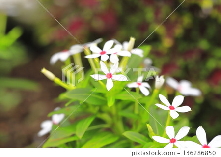 White Fairy Star (Red Eye) White Fairy Star (Red Eye) 136286850