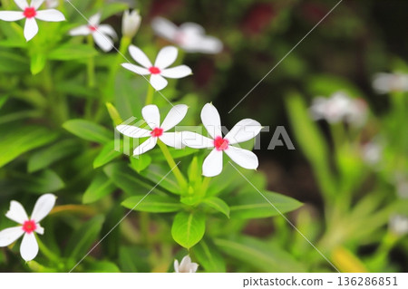 White Fairy Star (Red Eye) White Fairy Star (Red Eye) 136286851