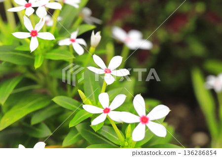 白仙星（紅眼） 136286854