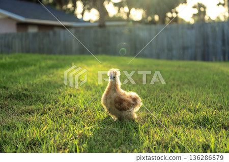 Young chicks grazing on green grass in backyard garden 136286879