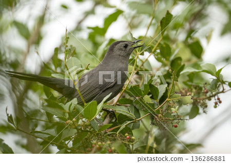 A Gray Catbird bird perched on a tree branch in summer Florida shrubs A Gray Catbird bird perched on a tree branch in summer Florida shrubs 136286881