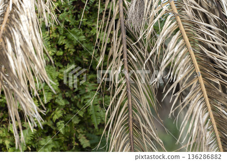 Dry dead palm tree on Florida home backyard 136286882
