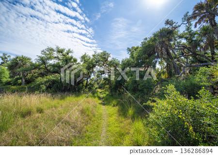 Tropical rainforest walking trail. Exploration of Florida jungles with green palm trees and wild vegetation in southern USA 136286894
