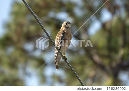The red-shouldered hawk bird perching on electric cable looking for prey to hunt 136286902