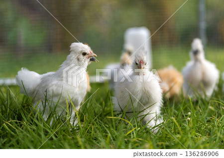 Young chicks in poultry hen house with green grass in backyard garden. Young chicks in poultry hen house with green grass in backyard garden. 136286906