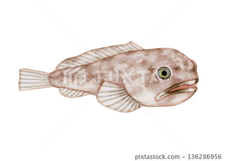 Sculpin, deep-sea fish, deep-sea creature, watercolor illustration Sculpin, deep-sea fish, deep-sea creature, watercolor illustration 136286956