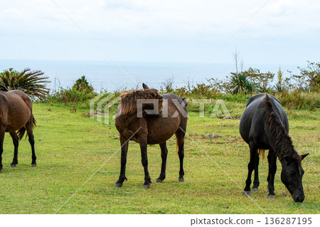 宮崎縣東井岬的野馬 136287195
