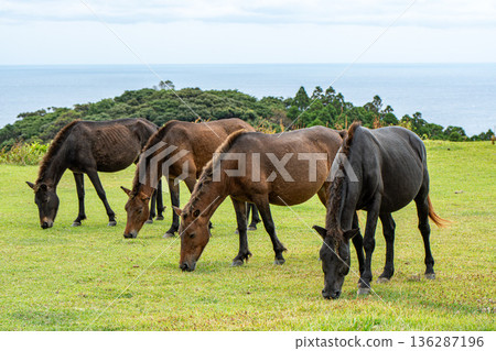 宮崎縣東井岬的野馬 宮崎縣東井岬的野馬 136287196