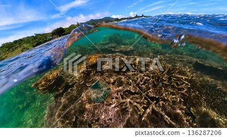 淺水中的美麗珊瑚礁 淺水中的美麗珊瑚礁 136287206