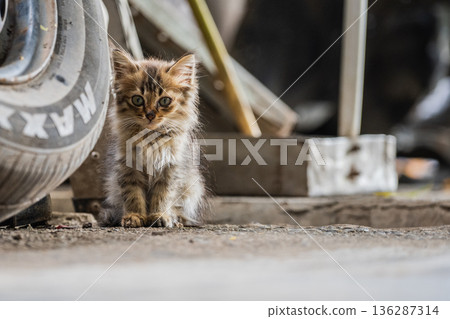 Fluffy Stray Kitten Sitting on Street Near Urban Objects 136287314