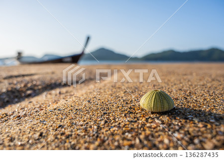 Green Sea Urchin Shell on Sandy Beach with Blurred Boat and Mountains Green Sea Urchin Shell on Sandy Beach with Blurred Boat and Mountains 136287435