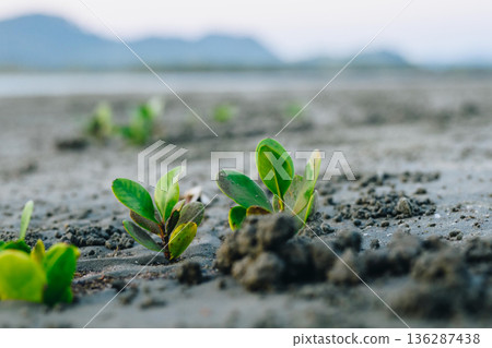Young Mangrove Seedlings Emerging from Coastal Mudflat 136287438