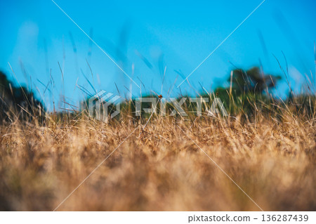 Golden Dry Grass Field Under Clear Blue Sky 136287439