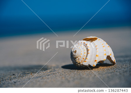 Seashell on Smooth Sand with Blue Ocean Background Seashell on Smooth Sand with Blue Ocean Background 136287443
