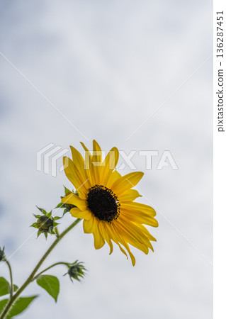 Single Sunflower Blooming Against Clear Sky Background Single Sunflower Blooming Against Clear Sky Background 136287451