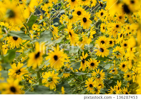 Yellow Sunflower Field in Full Bloom 136287453