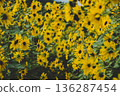 Dense Yellow Sunflowers Blooming in Natural Field 136287454