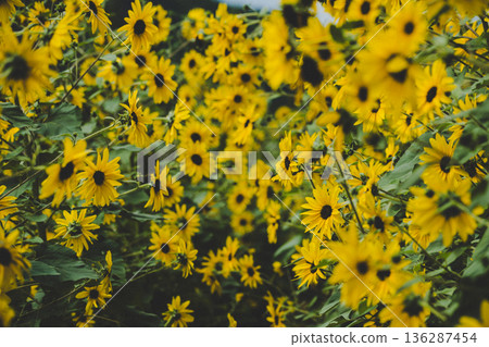 Dense Yellow Sunflowers Blooming in Natural Field Dense Yellow Sunflowers Blooming in Natural Field 136287454