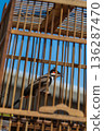 Red-whiskered Bulbul Singing Inside Traditional Wooden Birdcage 136287470