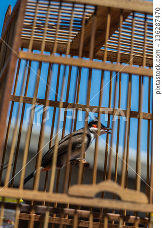 Red-whiskered Bulbul Singing Inside Traditional Wooden Birdcage 136287470