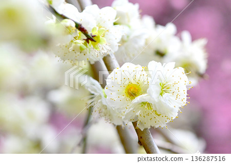 Close-up of a white weeping plum tree Close-up of a white weeping plum tree 136287516