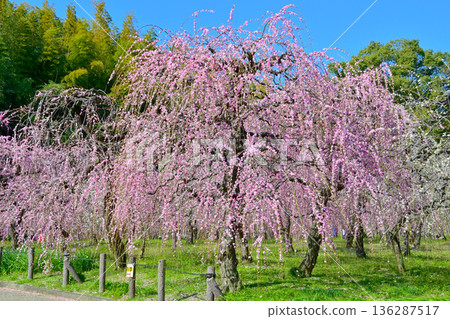美麗的垂枝梅園正值盛花期。 美麗的垂枝梅園正值盛花期。 136287517