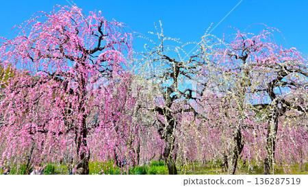 藍天下盛開的垂枝梅花 136287519