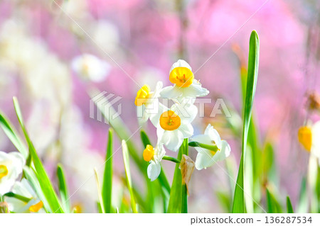 水仙花在垂枝李園中盛開 136287534