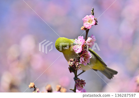 Full-bloomed red plum blossoms and Japanese white-eyes, spring materials 136287597