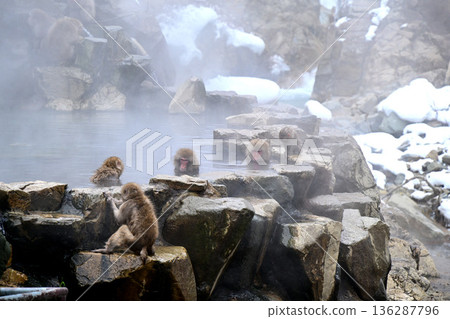 Japanese monkeys in winter Jigokudani Monkey Park 136287796