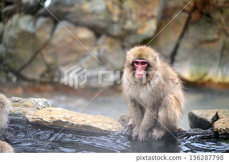 Japanese monkeys in winter Jigokudani Monkey Park Japanese monkeys in winter Jigokudani Monkey Park 136287798