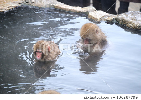 Japanese monkeys in winter Jigokudani Monkey Park Japanese monkeys in winter Jigokudani Monkey Park 136287799